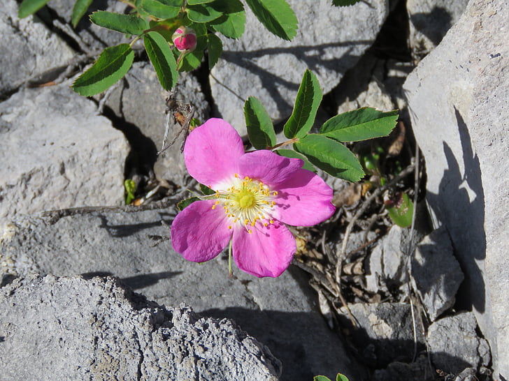 Divoká růže, květ provincie Alberta, Rocky mountains, Wild flower, horské květiny, růžový květ, Příroda