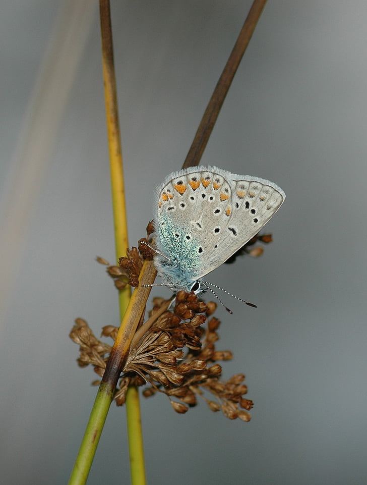 Motyl, niebieski, Papillon, Schmetterling, motyle, błąd