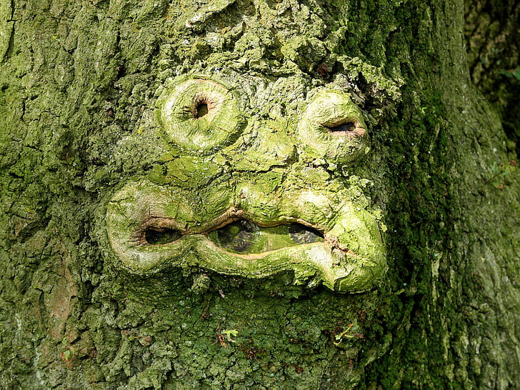 tree, green, face, tree bark, shape, face shape, funny face