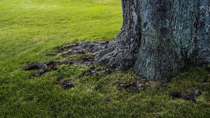tree, trunk, nature, old, green, grass