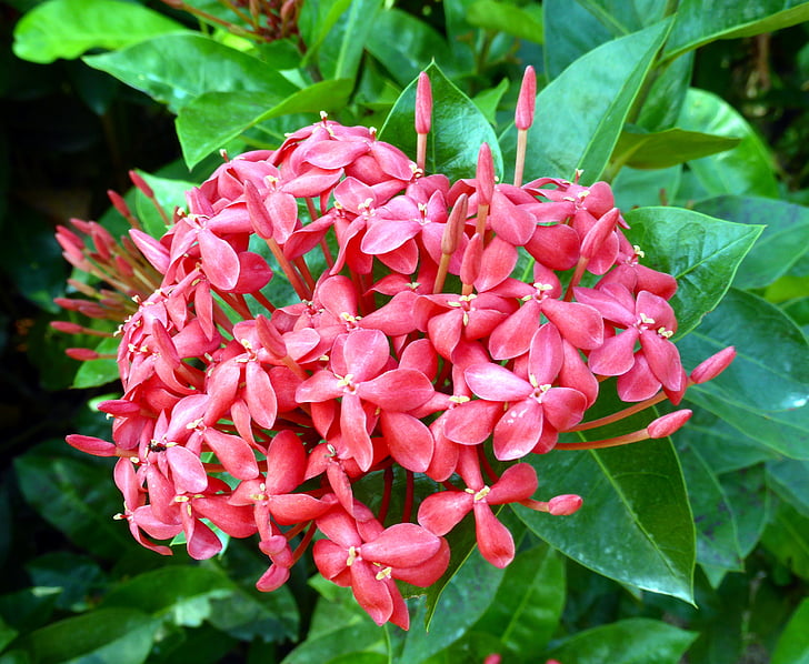 Frangipani, Plumeria rubra, planta del templo, exóticos, floración, hermosa, Plumeria