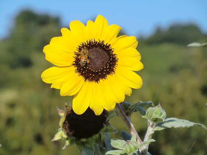 sunflower, honeybee, summer, blue sky, green, yellow, bee
