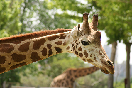 girafe, tête, Zoo, cou, faune, Tall, cors