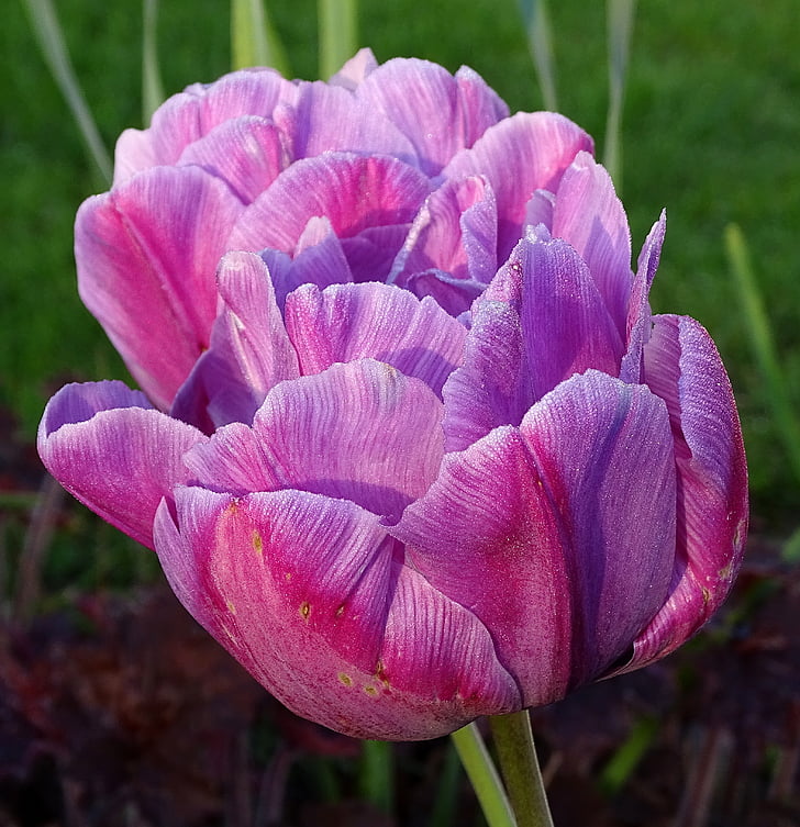 flor, Tulipa, flor, flor, natura, primavera, jardí
