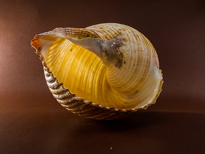 Shell, sneglen, Luk