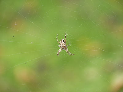 Spider, võrgu, putukate, Ämblikuvõrk, Sulgege, loodus, Makro
