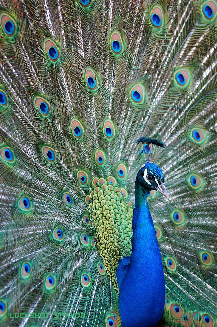 lintu, Peacock, värikäs, sininen, Zoo, Rheydt suljettu, silmät