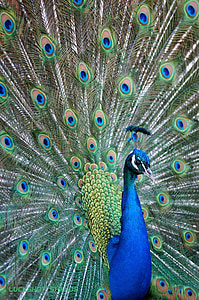 pájaro, pavo real, colorido, azul, Parque zoológico, Rheydt cerrado, ojos