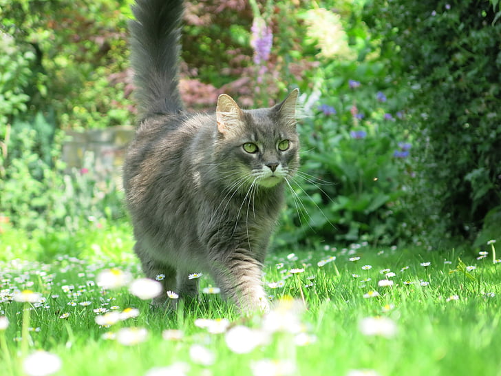 cat, meadow, out, run