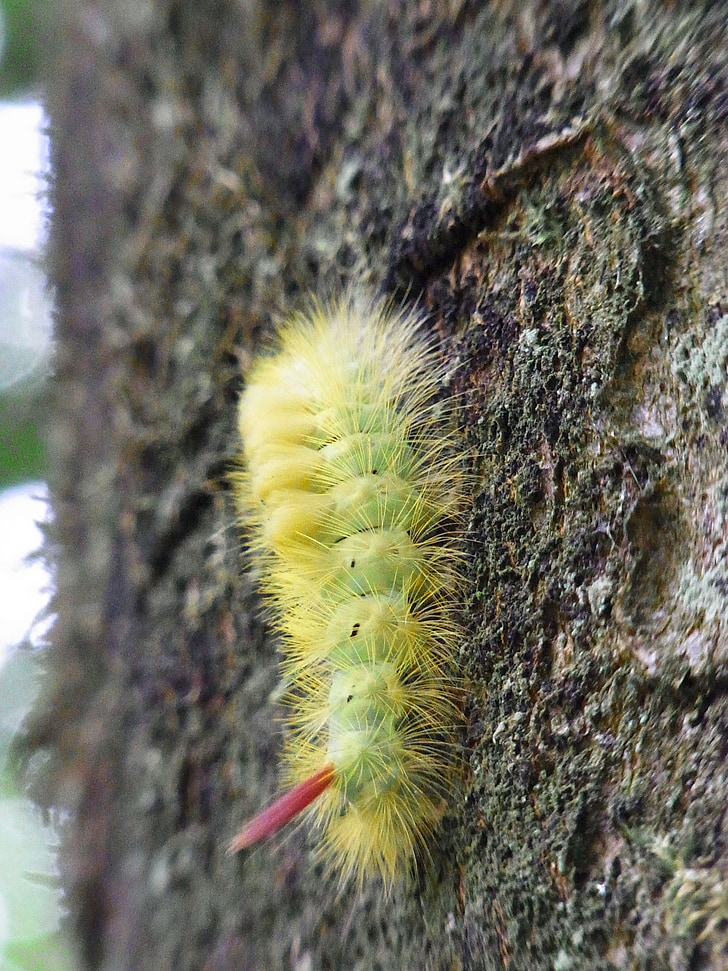 Caterpillar, libro streckfußes, Calliteara Pudibunda, insectos, bosque, árbol, naturaleza
