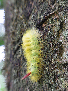 Caterpillar, livro streckfußes, Calliteara pudibunda, inseto, floresta, árvore, natureza