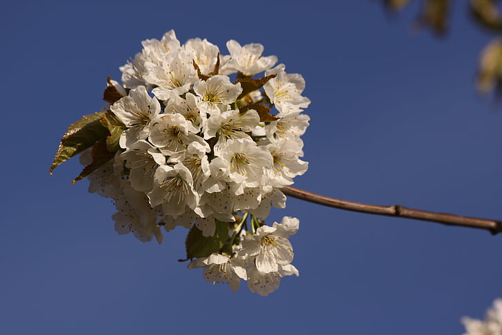 cherry branch, spring, flowers, close, blue sky