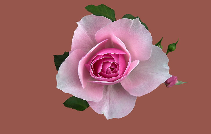 Floribunda κήπων όνειρα, Rosengarten bad kissingen, Ροζ πόλη bad kissingen, κήπο με τριανταφυλλιές, τριαντάφυλλο, λουλούδι, αυξήθηκε ανθίζουν