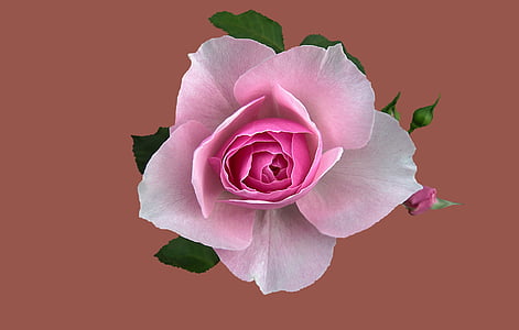 floribunda jardí somiar, Rosengarten bad kissingen, Rosa ciutat bad kissingen, roserar, Rosa, flor, flor rosa