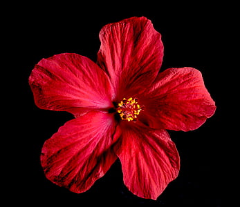 Hibiscus, kwiat, Bloom, kwiat, czerwony, Zefir, Mallow