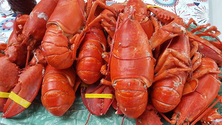 Lobster, makanan laut, Shell, mewah, Makanan, makan malam, kerang