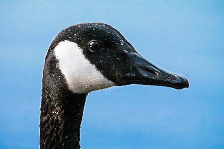 canada goose, head, eye, bill, water bird, neck, animal portrait