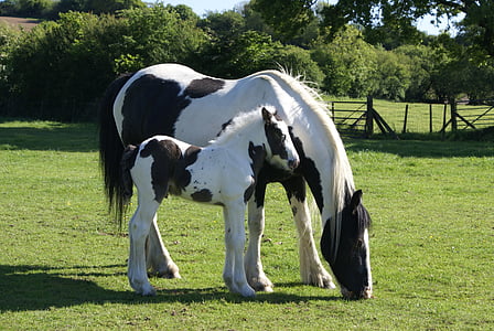 mare and foal, foal, piebald, mare, equine, nature, mammal