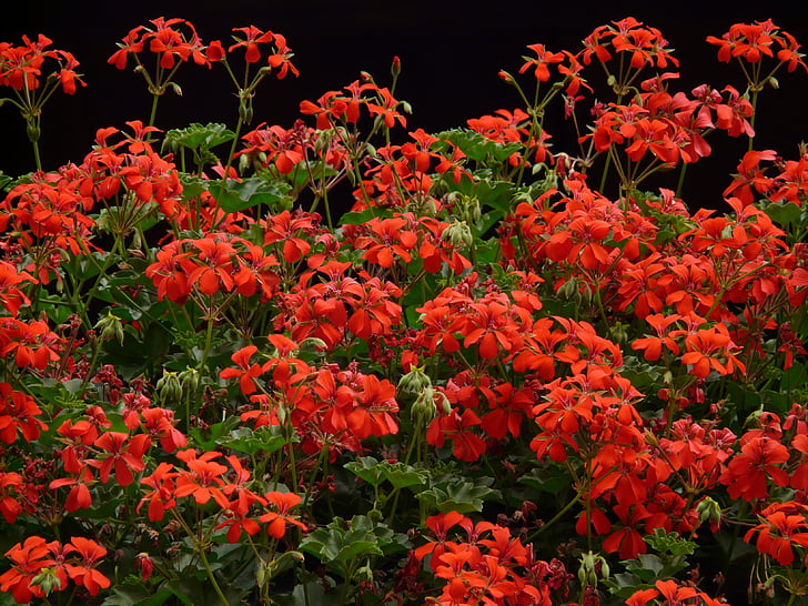 pelargonie, červená, Flora, světlé, barevné, Barva, rostliny na balkon