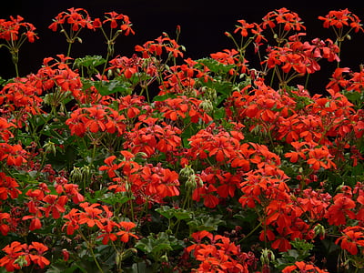 pelargonija, raudona, floros, šviesus, spalvinga, spalva, balkono augalų