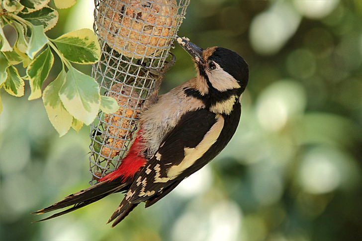 bird, great spotted woodpecker, young animal, garden