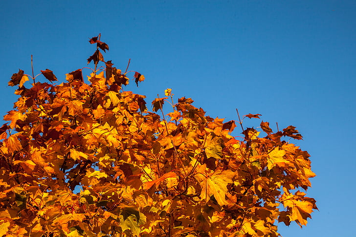 falder, blade, orange, gul, efterår, sæson, farvede