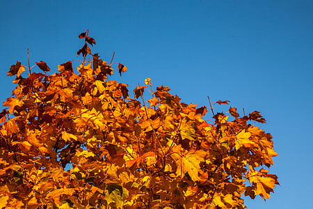 caduta, foglie, arancio, giallo, autunno, stagione, colorato