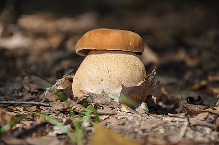 cogumelo, floresta, depois da chuva, Outono, natureza, fungo, comida