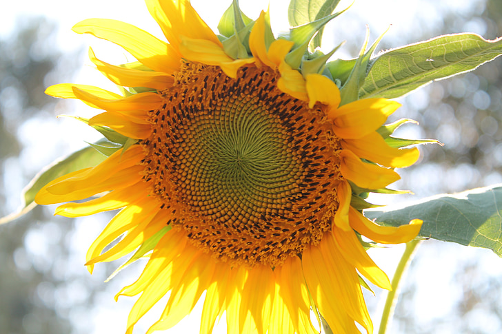 sunflower, flower, summer, yellow, hope