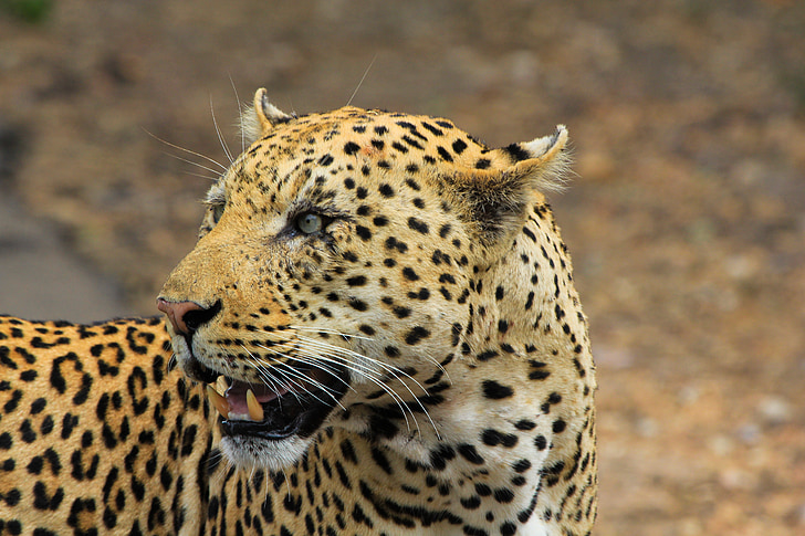 leopardo, Sud Africa, Safari