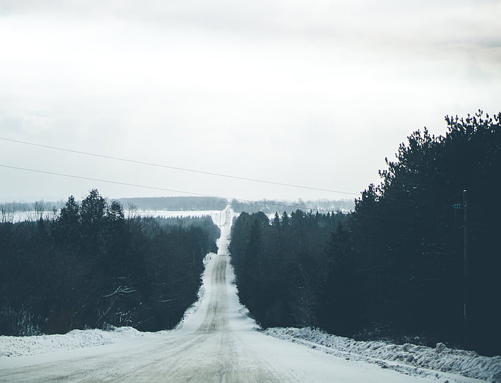 trees, plant, nature, forest, snow, winter, road