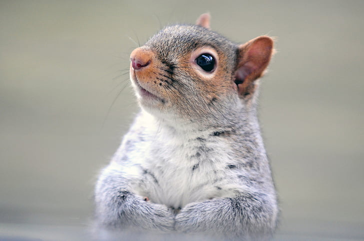 squirrel, rodent, wildlife, cute, funny, fluffy, creature