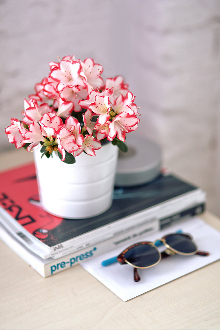 azalea, white pot, sunglasses, houseplants, plant, flower, home decor