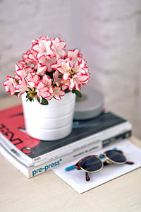 Azalea, bote blanco, gafas de sol, plantas de interior, planta, flor, decoración para el hogar