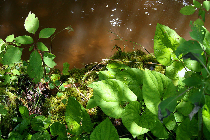 patak, növények, víz, zöld, áramló