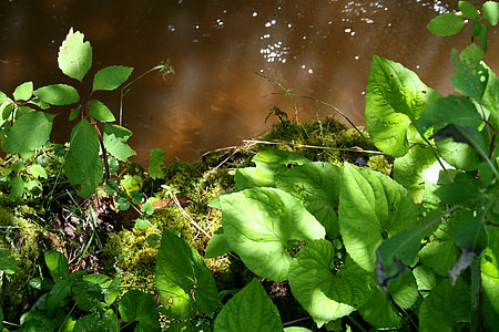 stream, plants, water, green, flowing