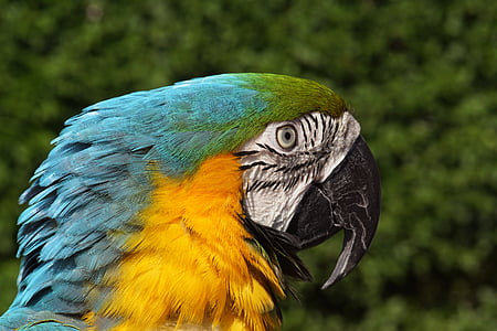 Ara, παπαγάλος, πουλί, πολύχρωμο, ζώο, μακώ, φύση