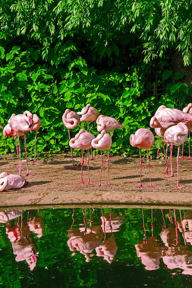 Flamingo, paruh, merah muda, burung, air, Sungai, Danau