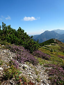 Tatra occidental, muntanyes, paisatge, natura, muntanya de vegetació