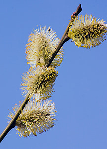 pussy willow, pasture, blossom, bloom, branches