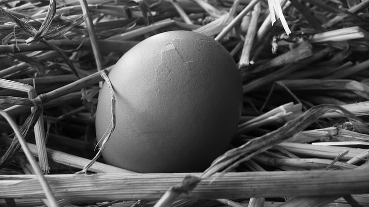 egg, straw, black, white, background, nature, eggshell