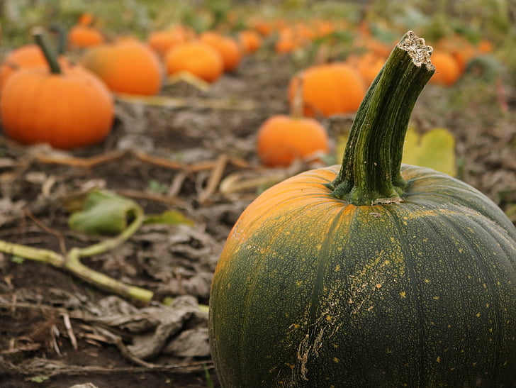 tekvica, farma, jeseň, októbra, Halloween, deň vďakyvzdania, jeseň