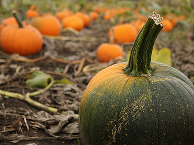 carbassa, granja, tardor, octubre, Halloween, acció de gràcies, tardor