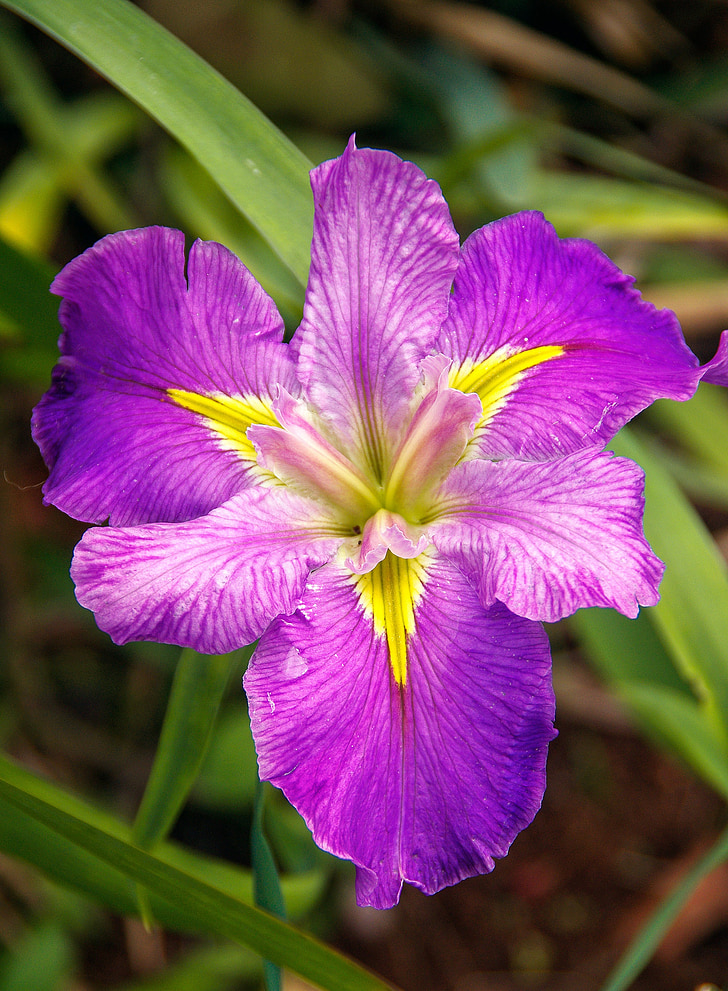 water iris, Louisiana iris, Iris, vijver, mauve, paars, geel