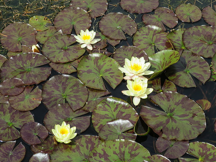 Lily, étang, Lotus, fleur, exotiques, blanc, Waterlily