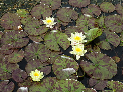 liliom, tó, Lotus, virág, egzotikus, fehér, tavirózsa