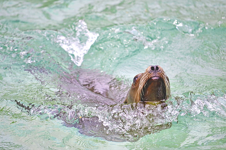 sea lion, water, swim, play, fish eater, wet, funny