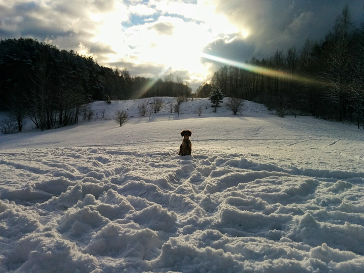 冬, 雪, 犬