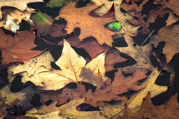 jesień, pozostawia, wody, Złota Jesień, Spadek liści, liść, Natura