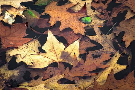 autunno, foglie, acqua, autunno dorato, fogliame di caduta, foglia, natura